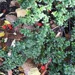 Vaccinium deliciosum