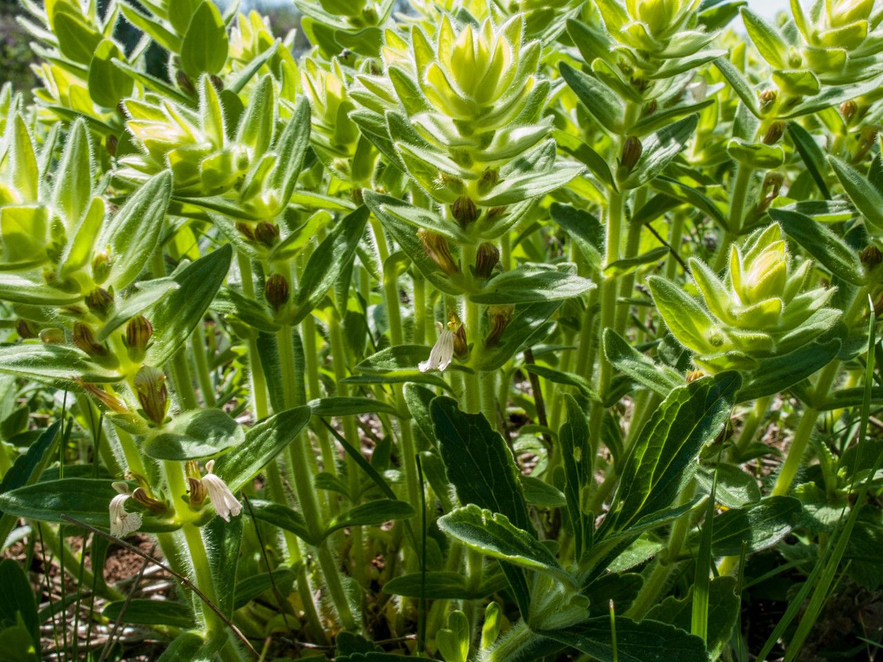 Ajuga laxmannii — search result for 'Ajuga'