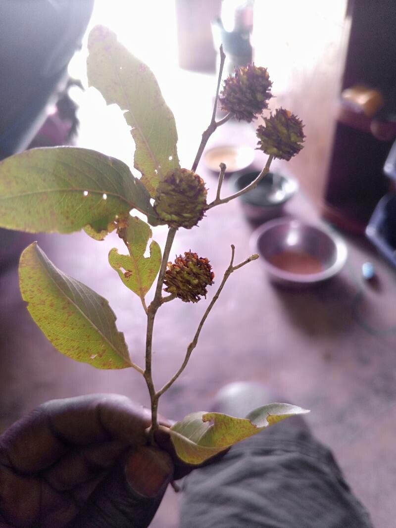 Terminalia leiocarpa flower