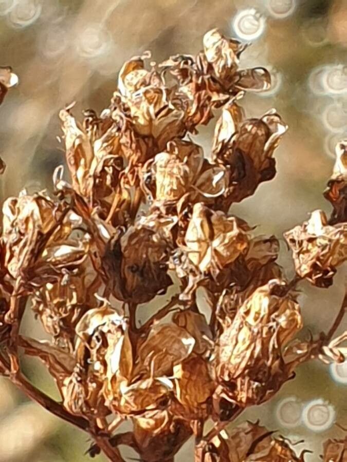 Hypericum annulatum fruit