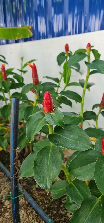 Costus spicatus leaf