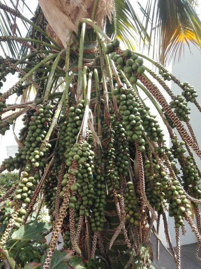 Howea belmoreana fruit