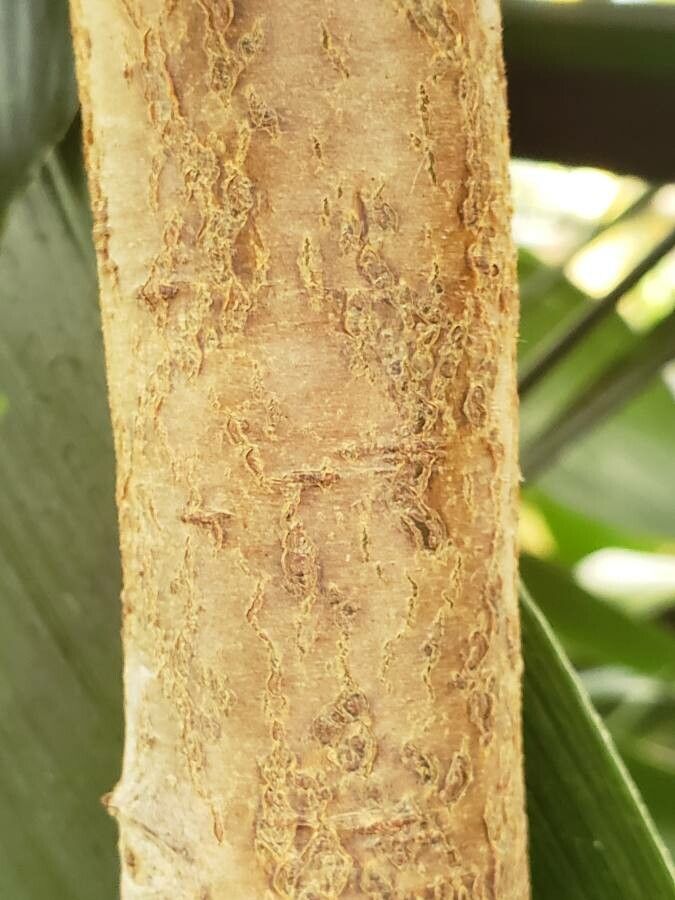 Cupressus vietnamensis bark