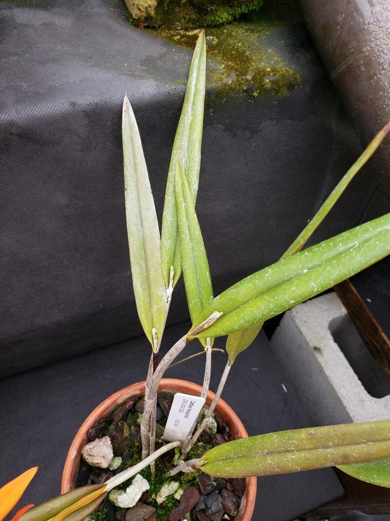 Cattleya harpophylla — houseplant care guide