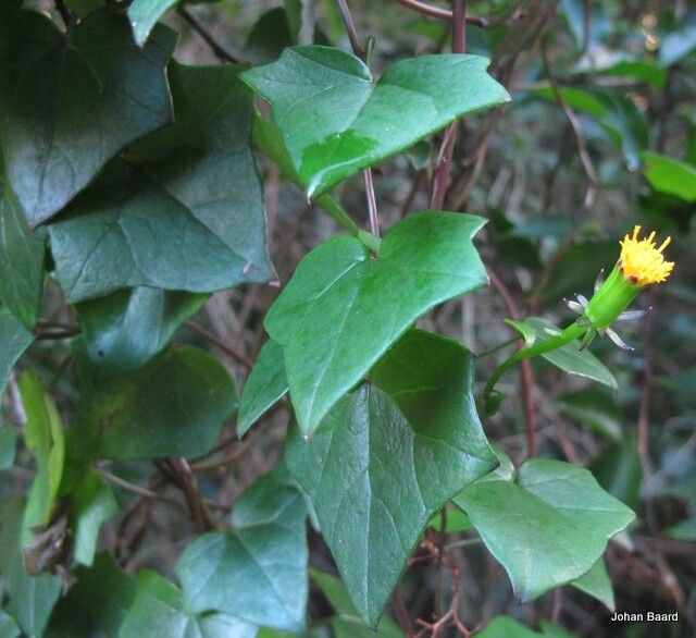 Senecio quinquelobus — houseplant care guide