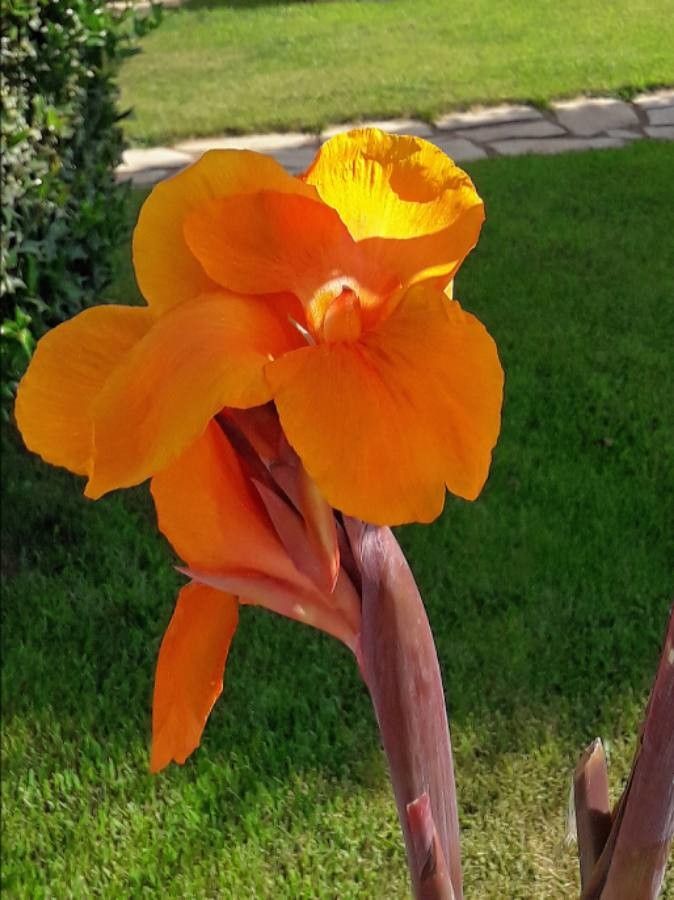 Canna × generalis flower