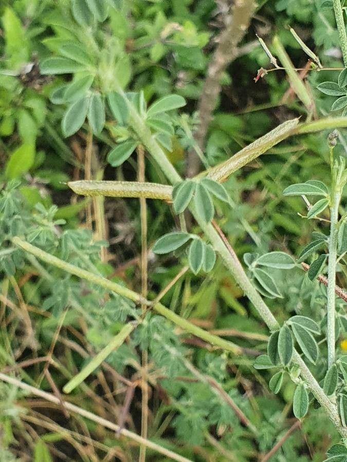 Indigofera vohemarensis fruit