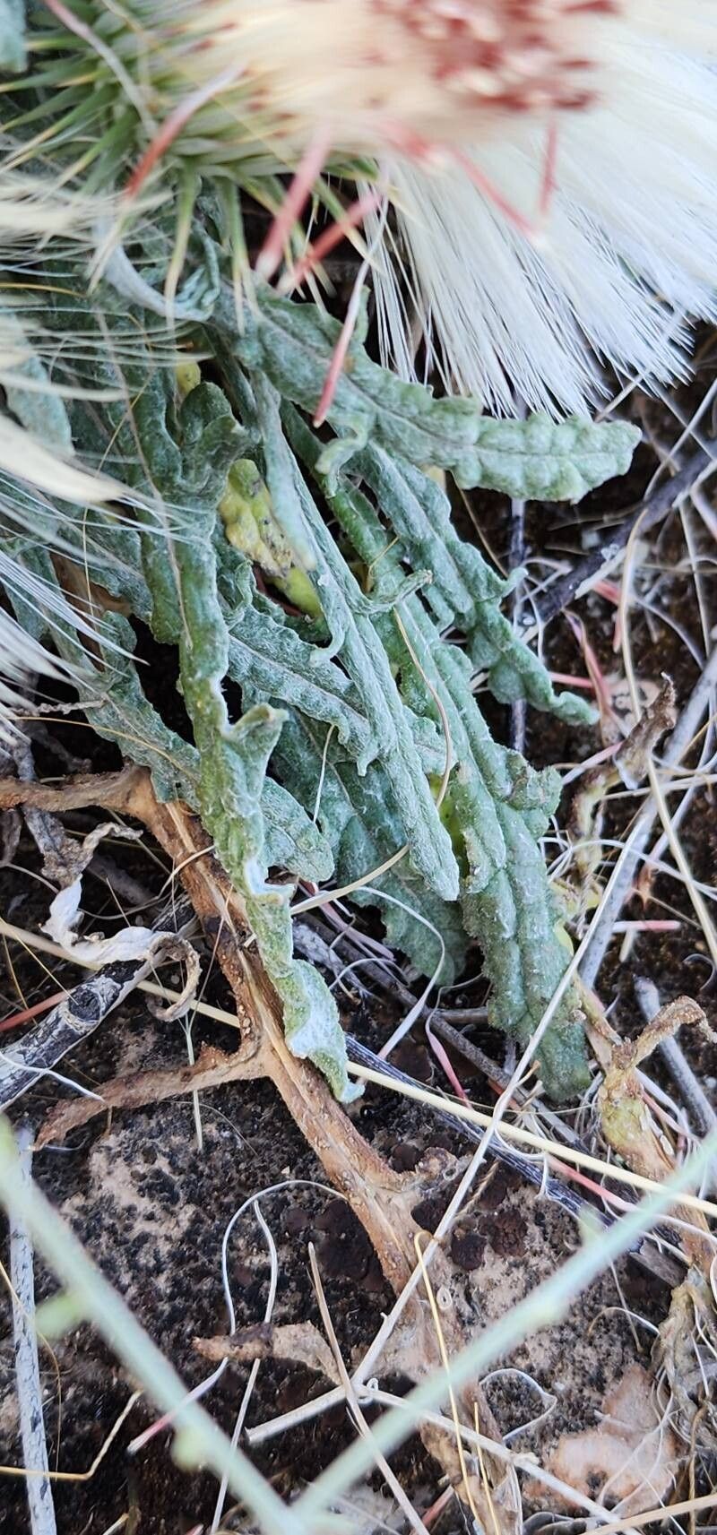 Jurinea carduiformis leaf