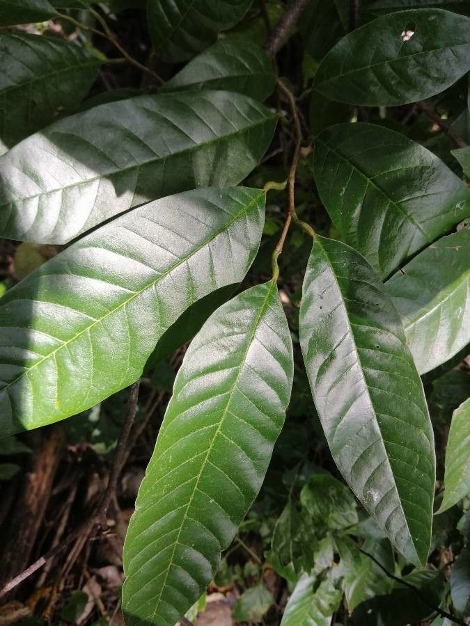 Annona reticulata — unique fruits houseplant