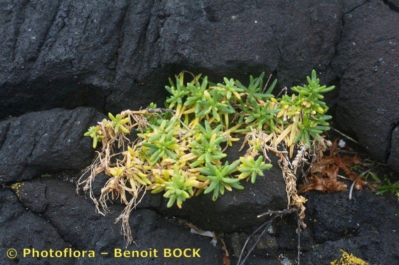 Spergula azorica — related species from the same genus
