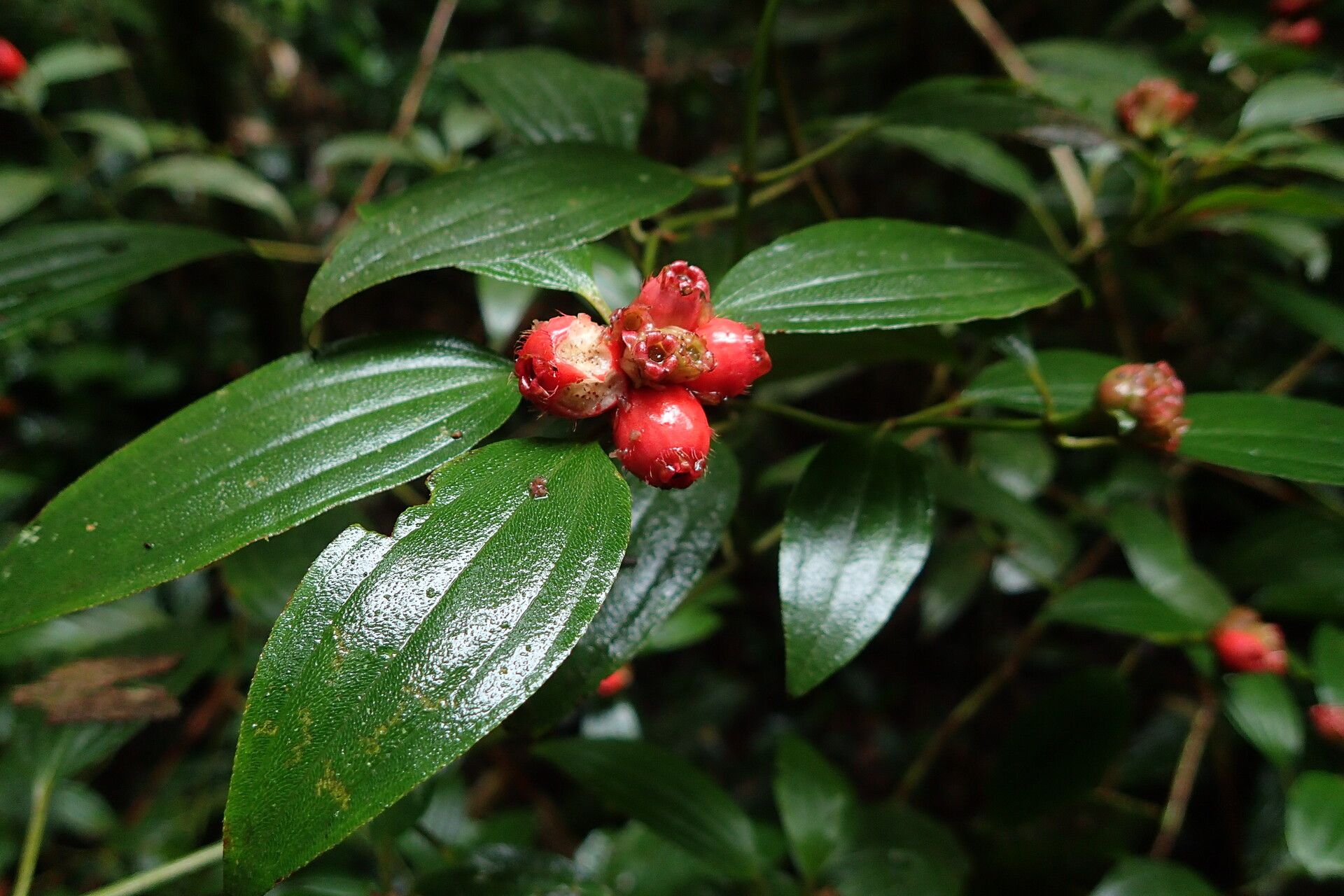 Tristemma oreophilum fruit