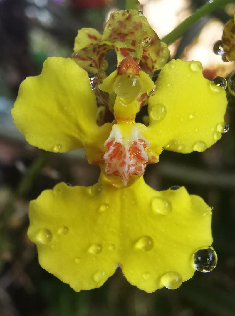 Trichocentrum brachyphyllum flower