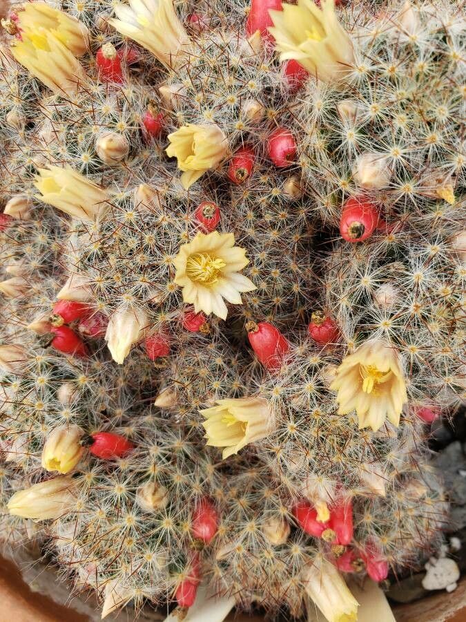 Mammillaria prolifera flower