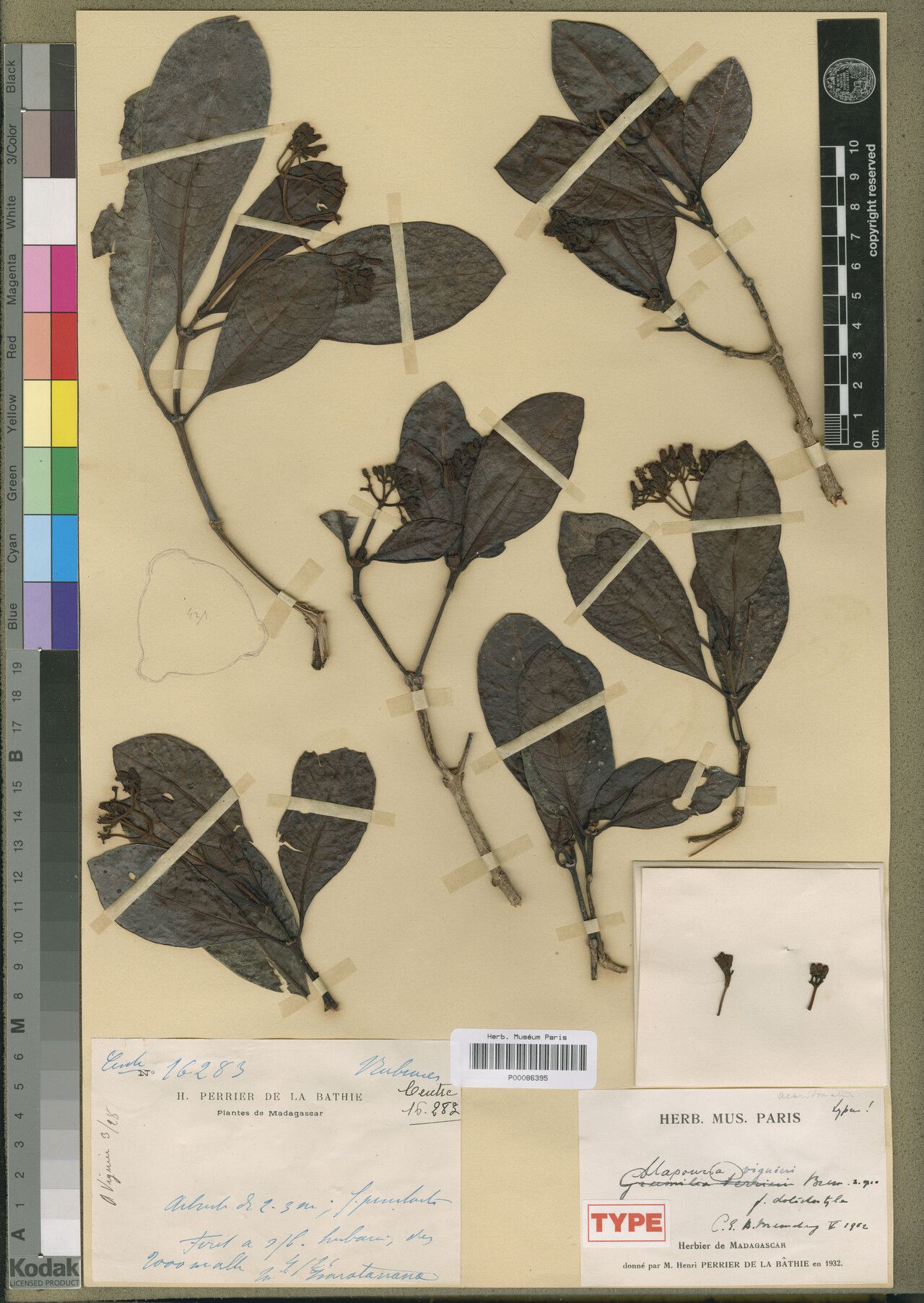 Psychotria viguieri — houseplant care guide