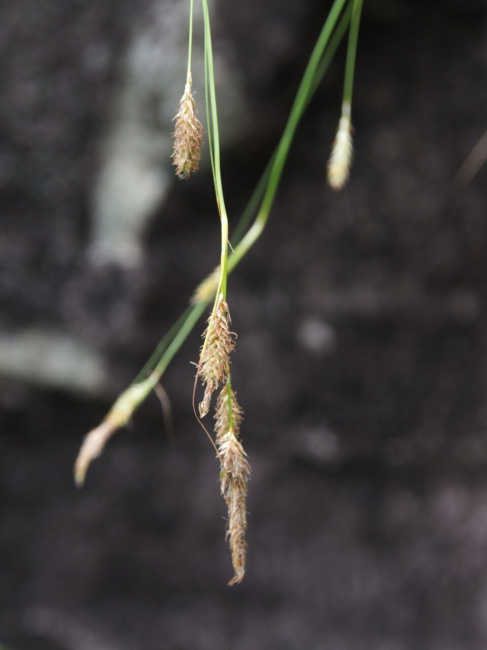 Carex setigera habit