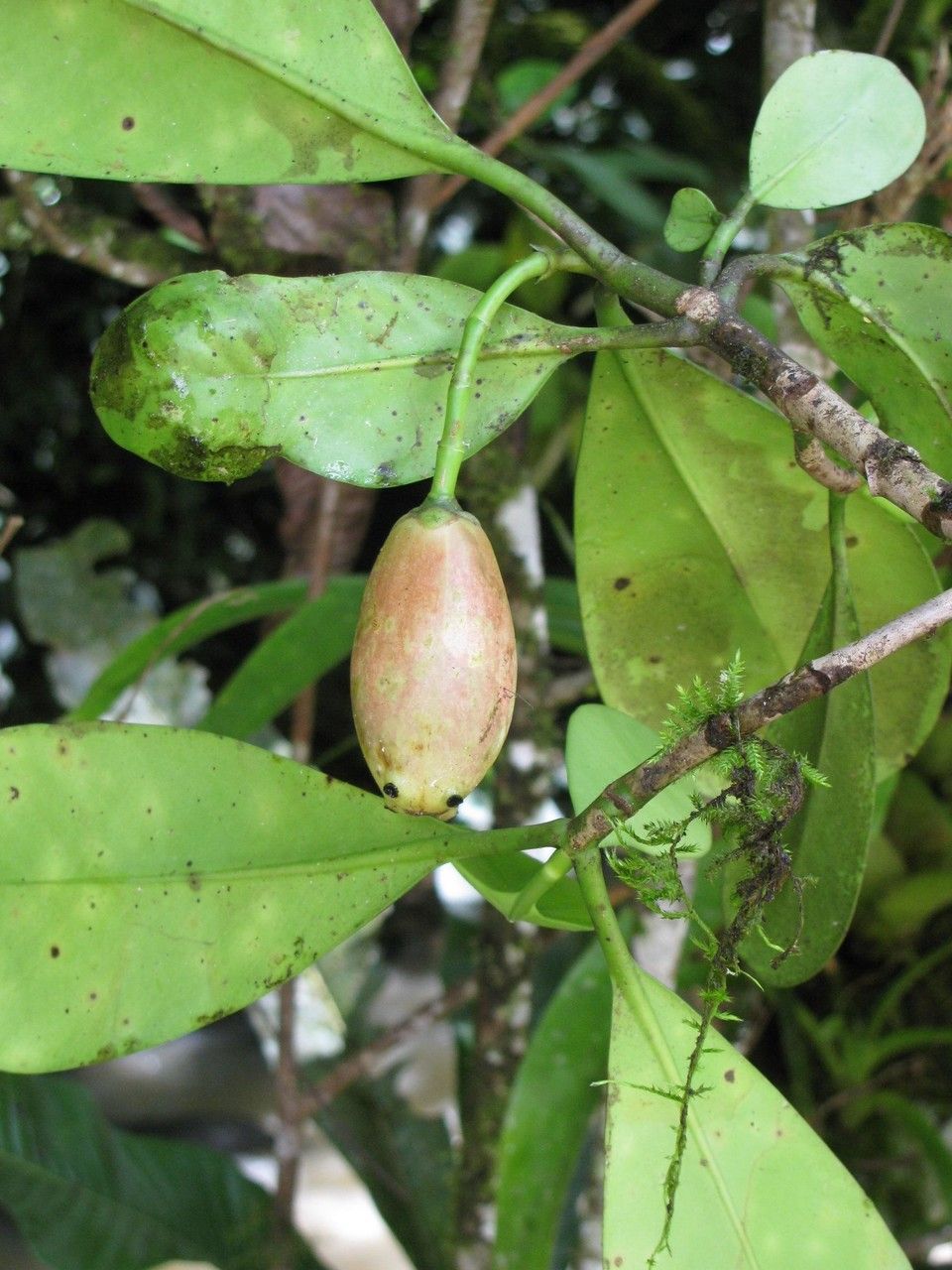 Clusia torresii fruit