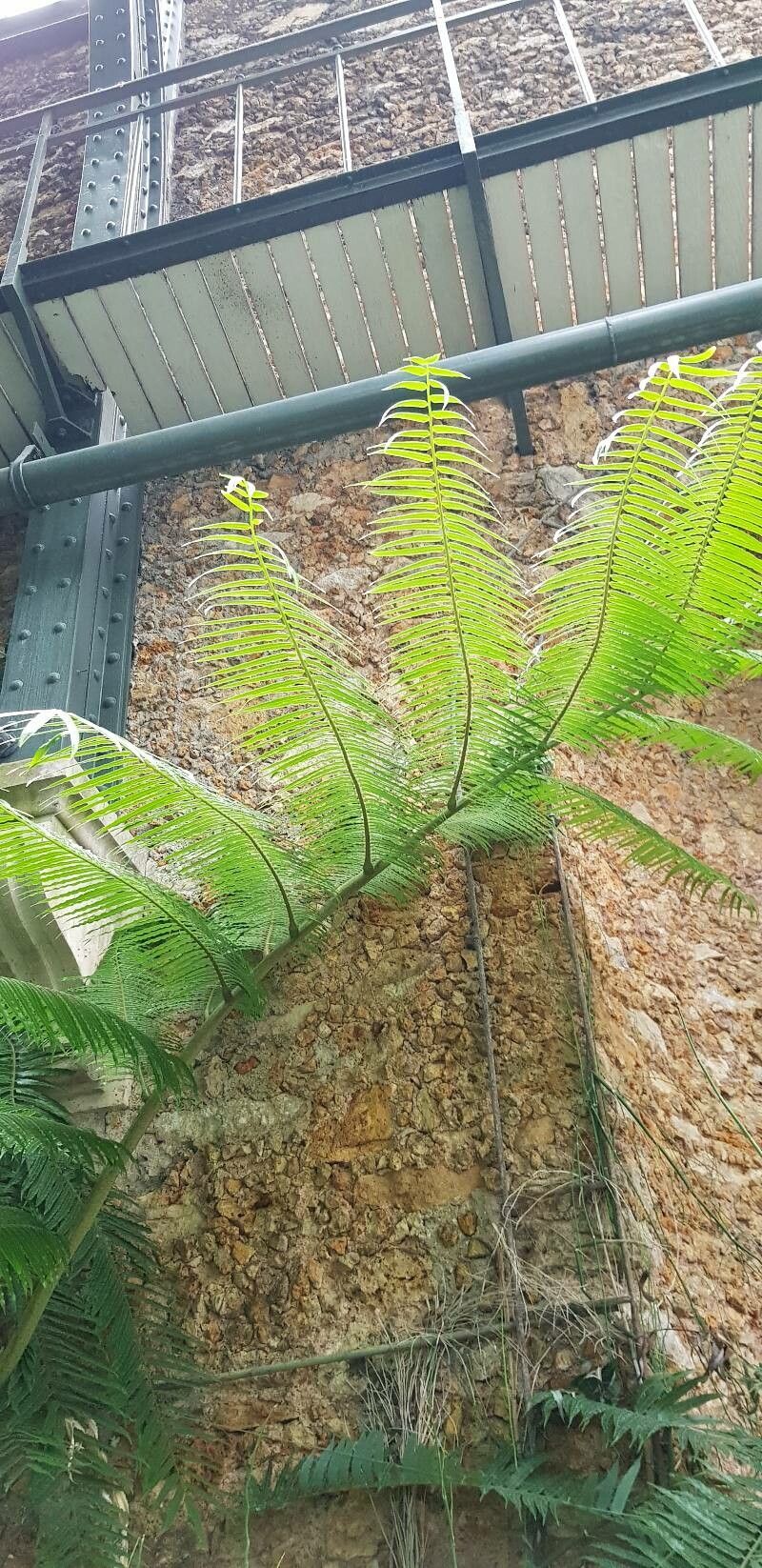 Angiopteris palmiformis — houseplant care guide