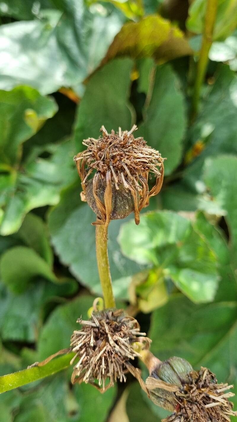 Ligularia dentata fruit