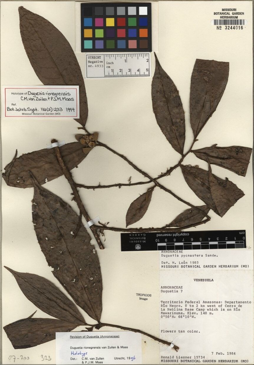 Duguetia rionegrensis — houseplant care guide