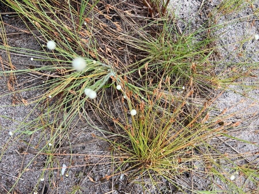 Eriocaulon neocaledonicum flower