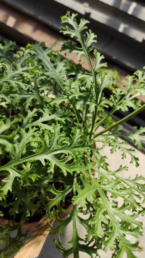Pelargonium carnosum leaf