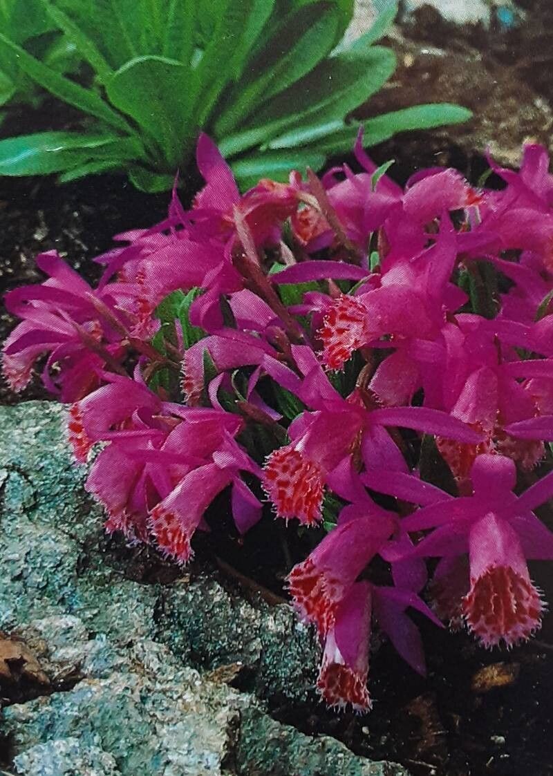 Pleione limprichtii — houseplant care guide