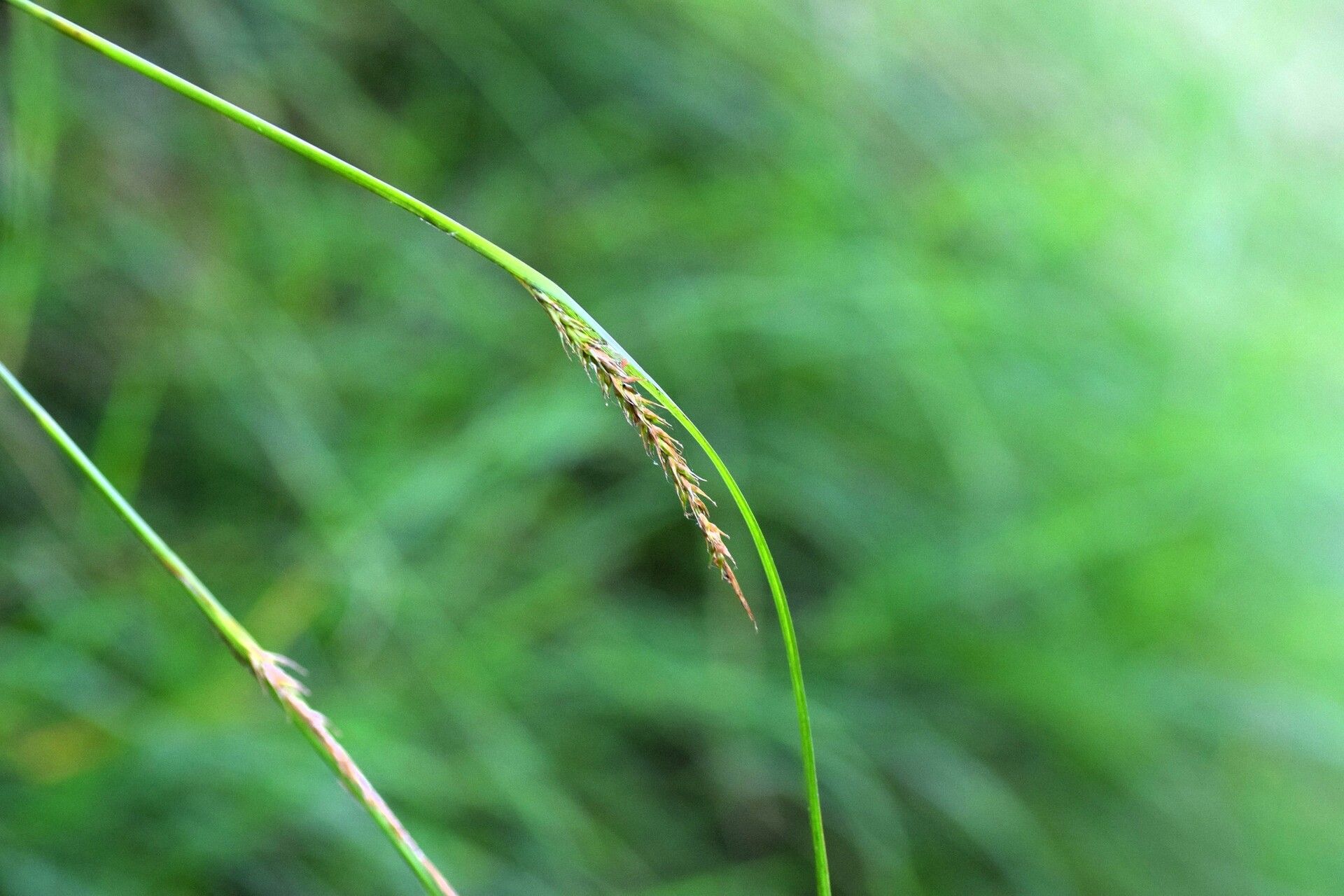 Carex boryana — houseplant care guide