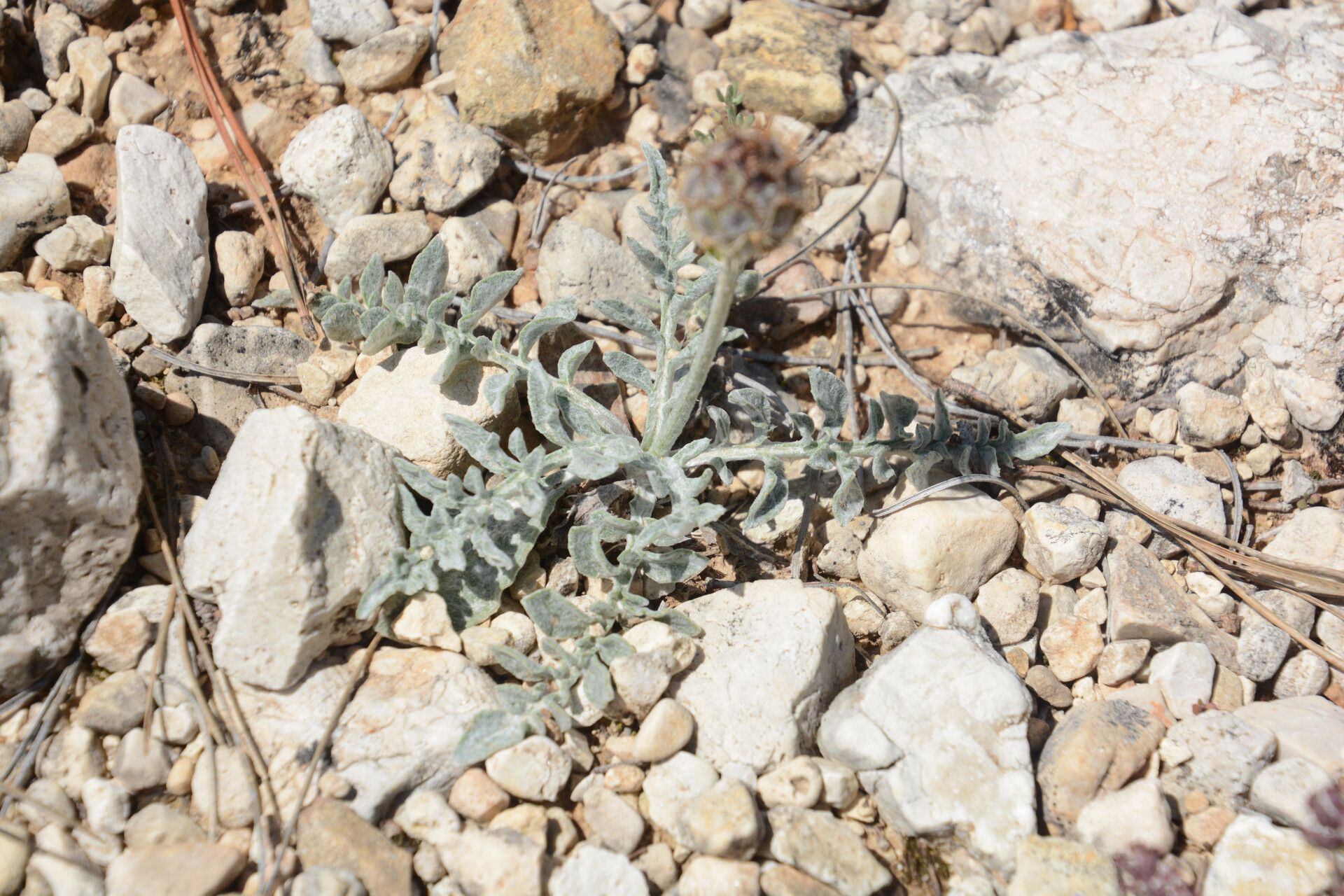 Centaurea granatensis leaf