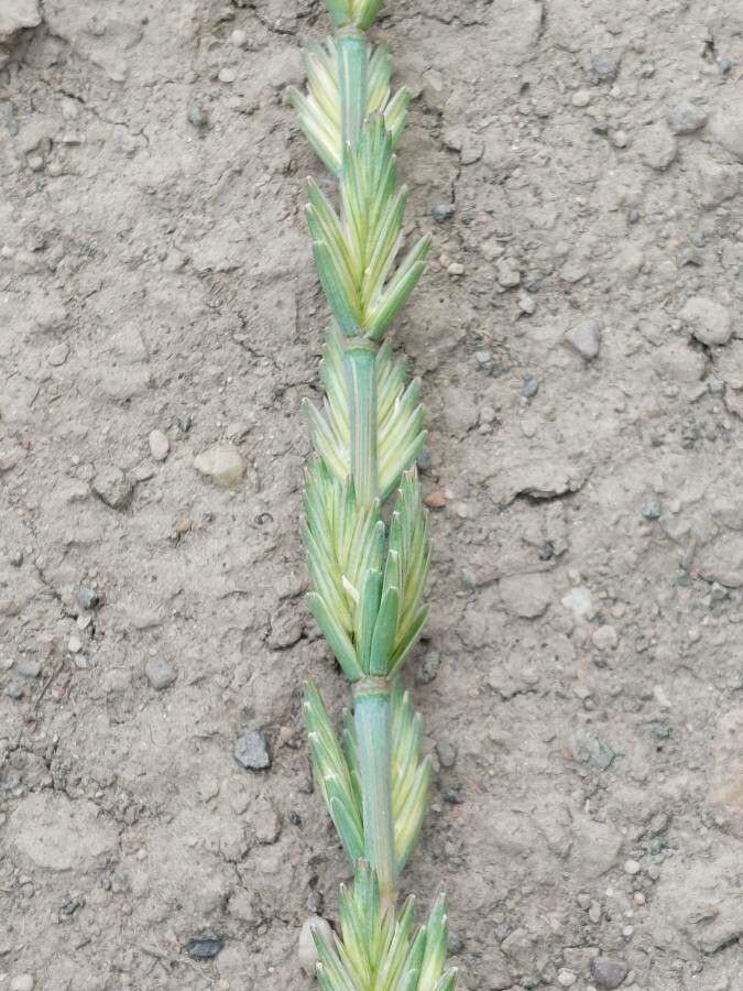 Thinopyrum elongatum flower