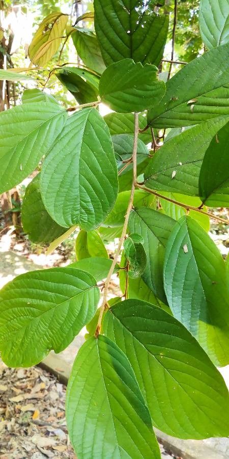 Styrax chinensis leaf