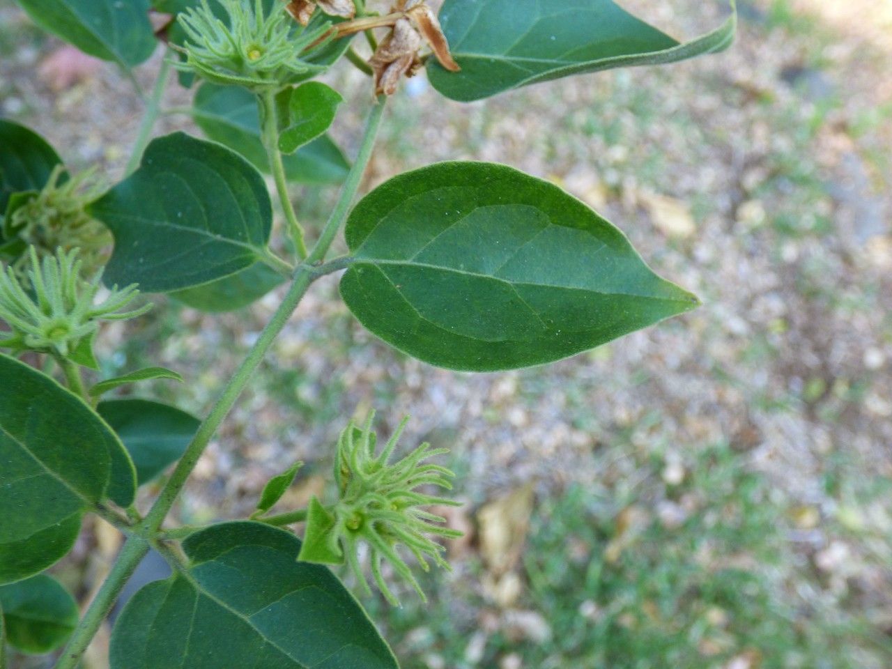 Jasminum auriculatum leaf