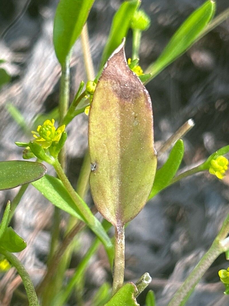 Ranunculus longipes — houseplant care guide