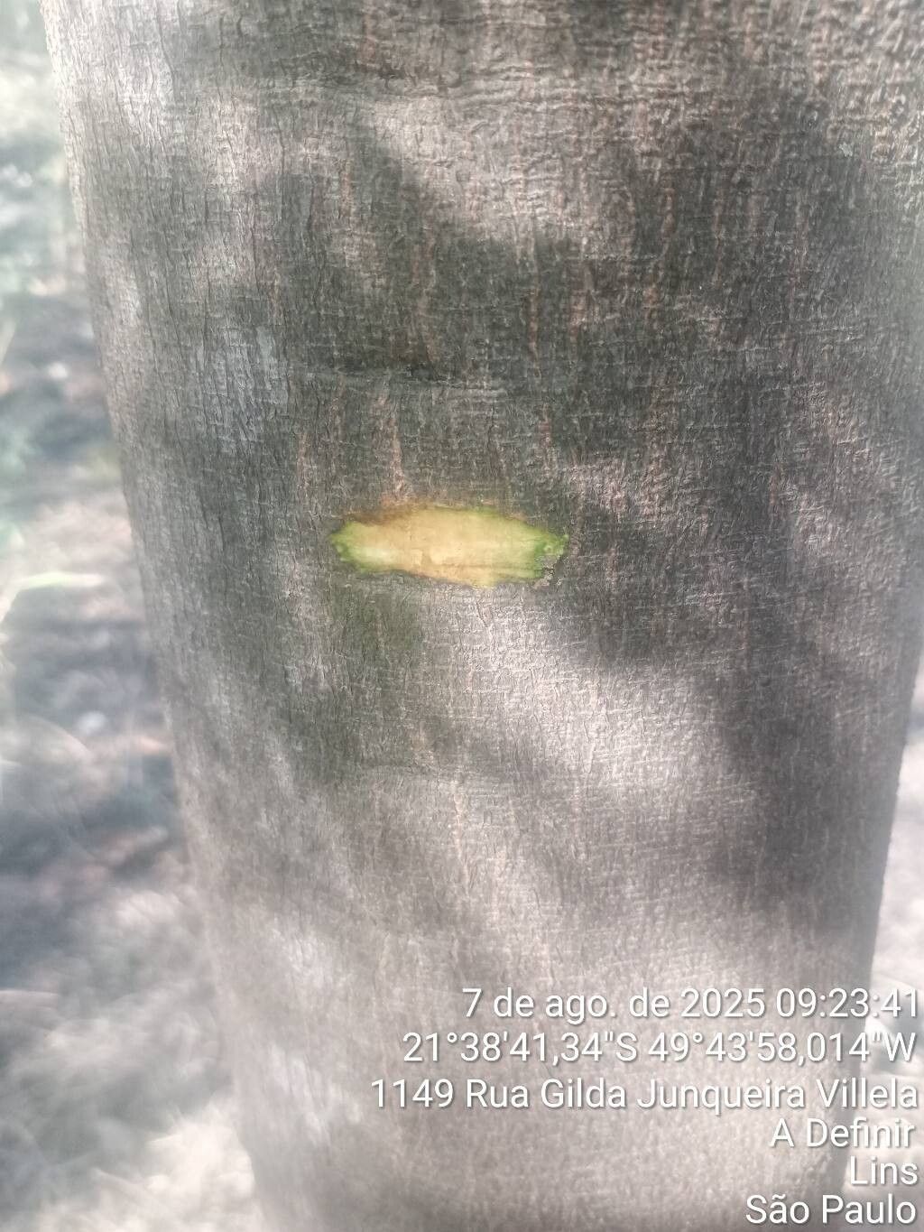 Dalbergia villosa bark