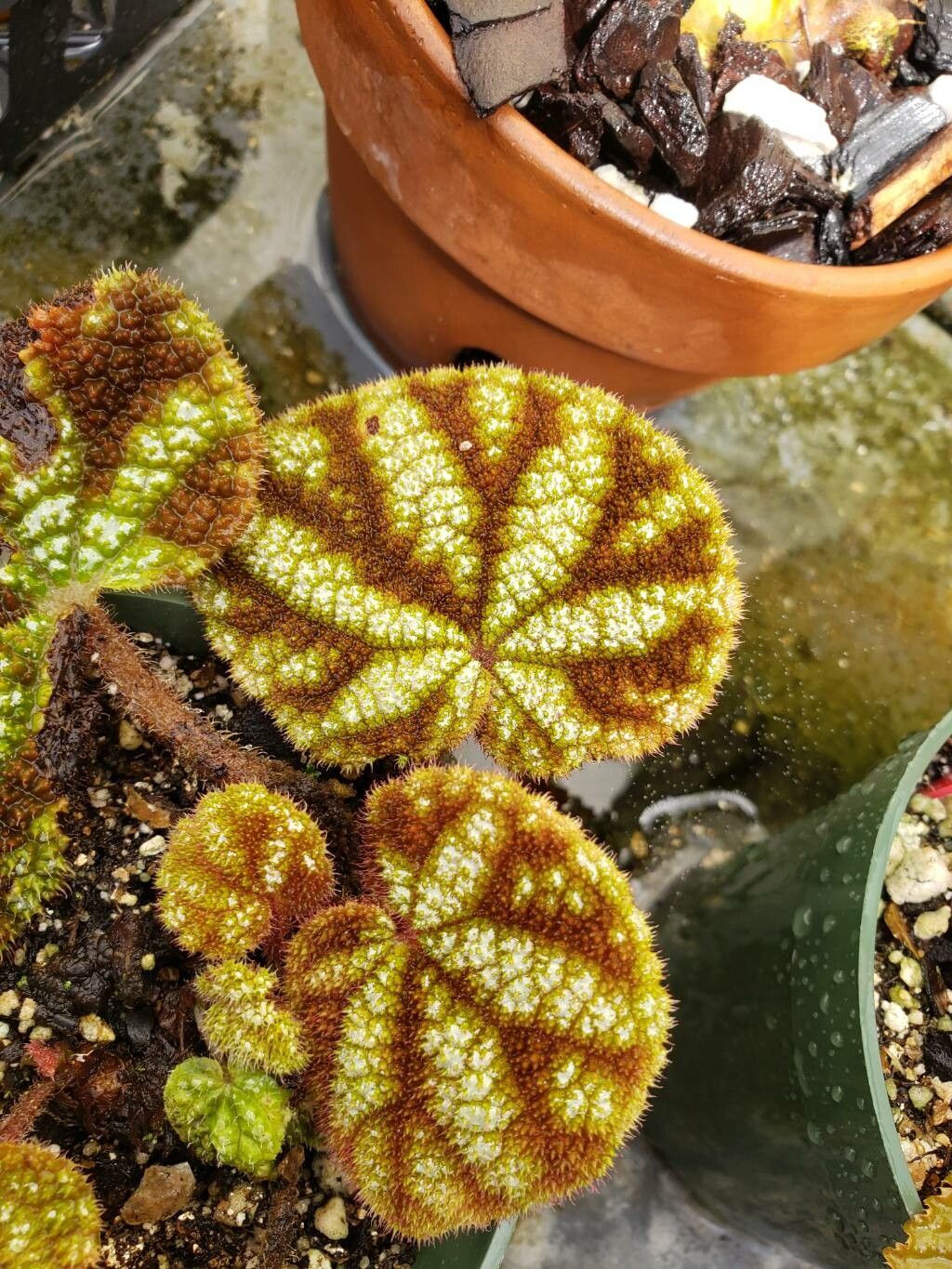 Begonia kui — houseplant care guide