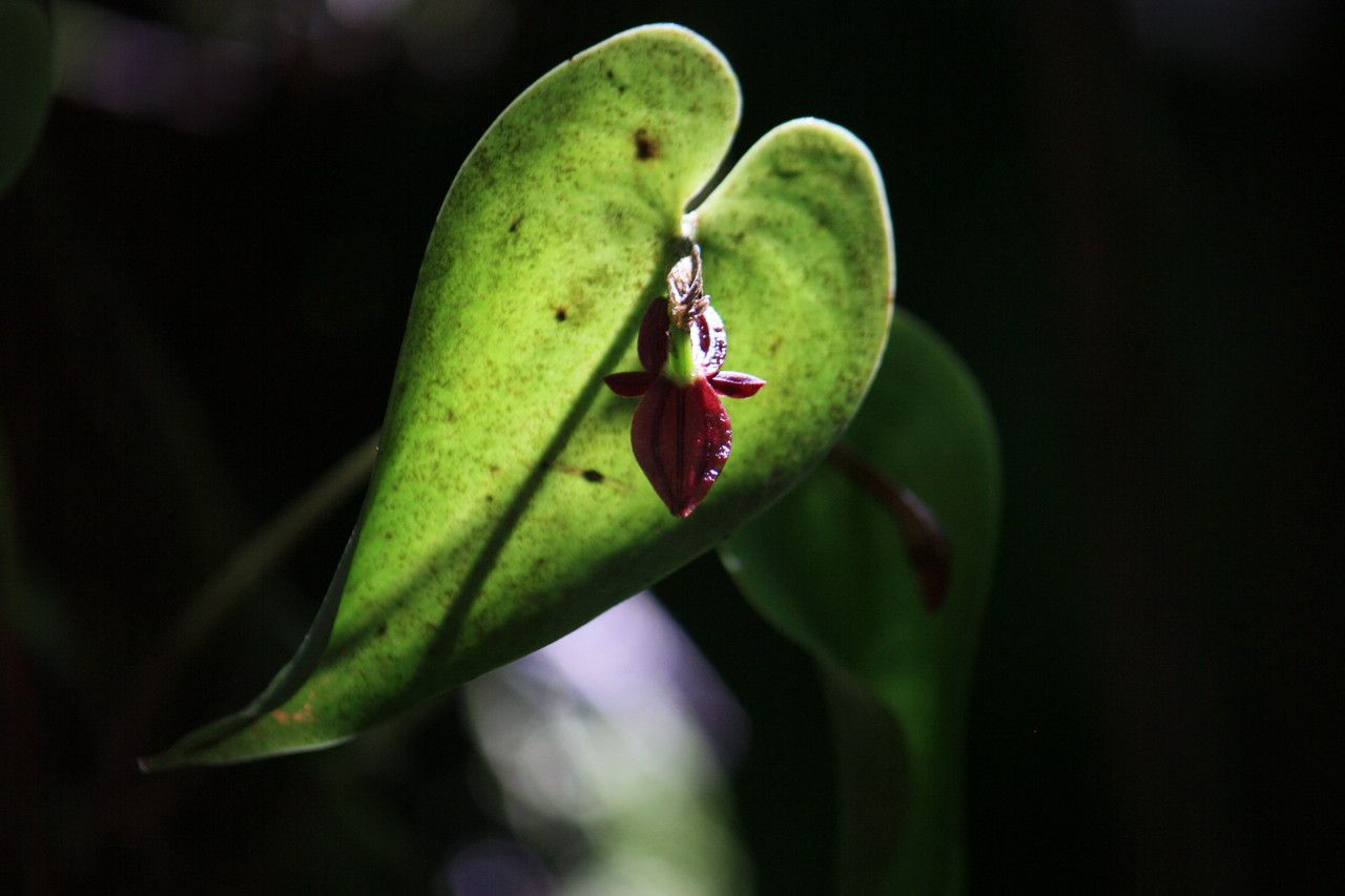 Pleurothallis phyllocardia flower