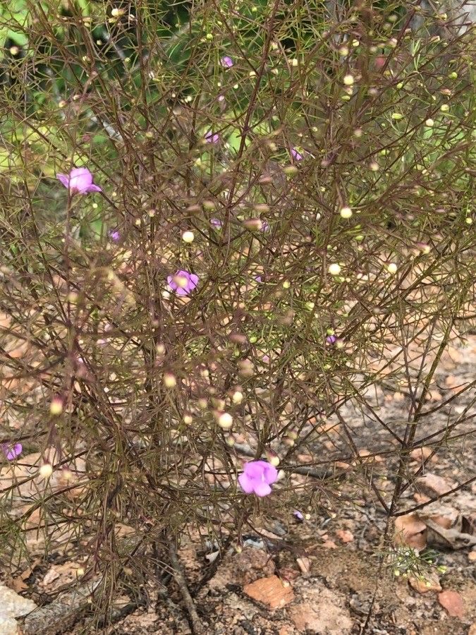 Agalinis tenuifolia habit