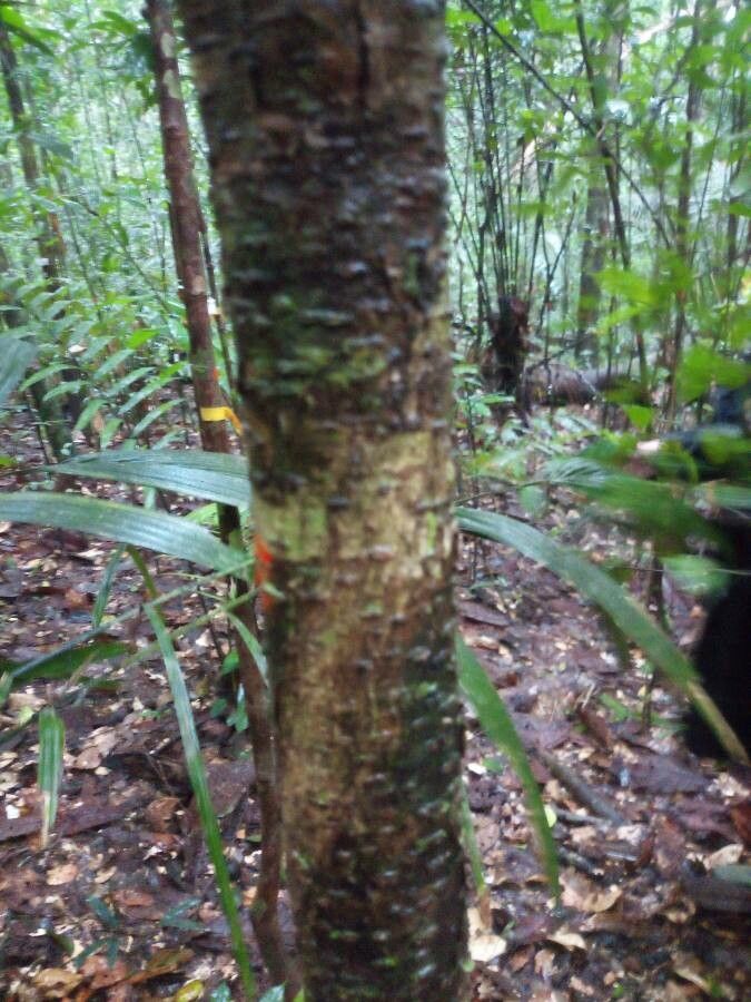 Licania robusta bark