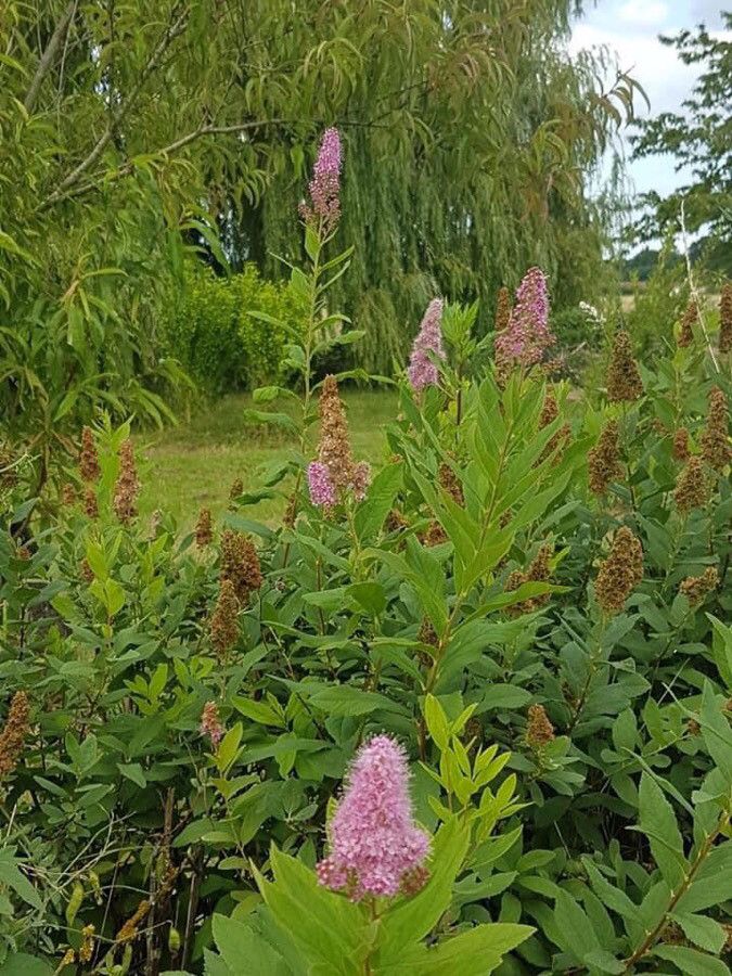 Spiraea × billiardii — search result for 'Spiraea'