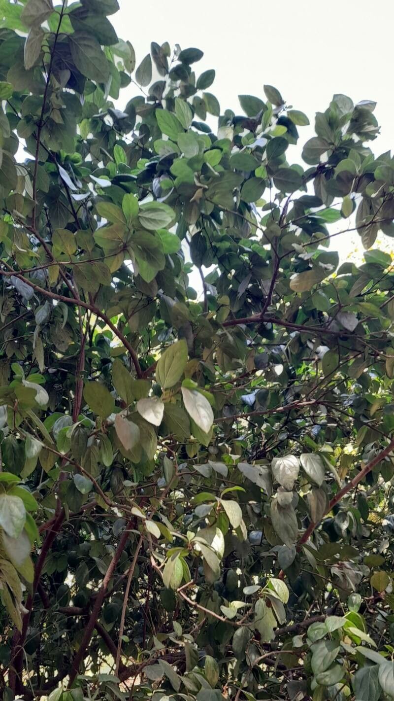 Viburnum tinoides habit