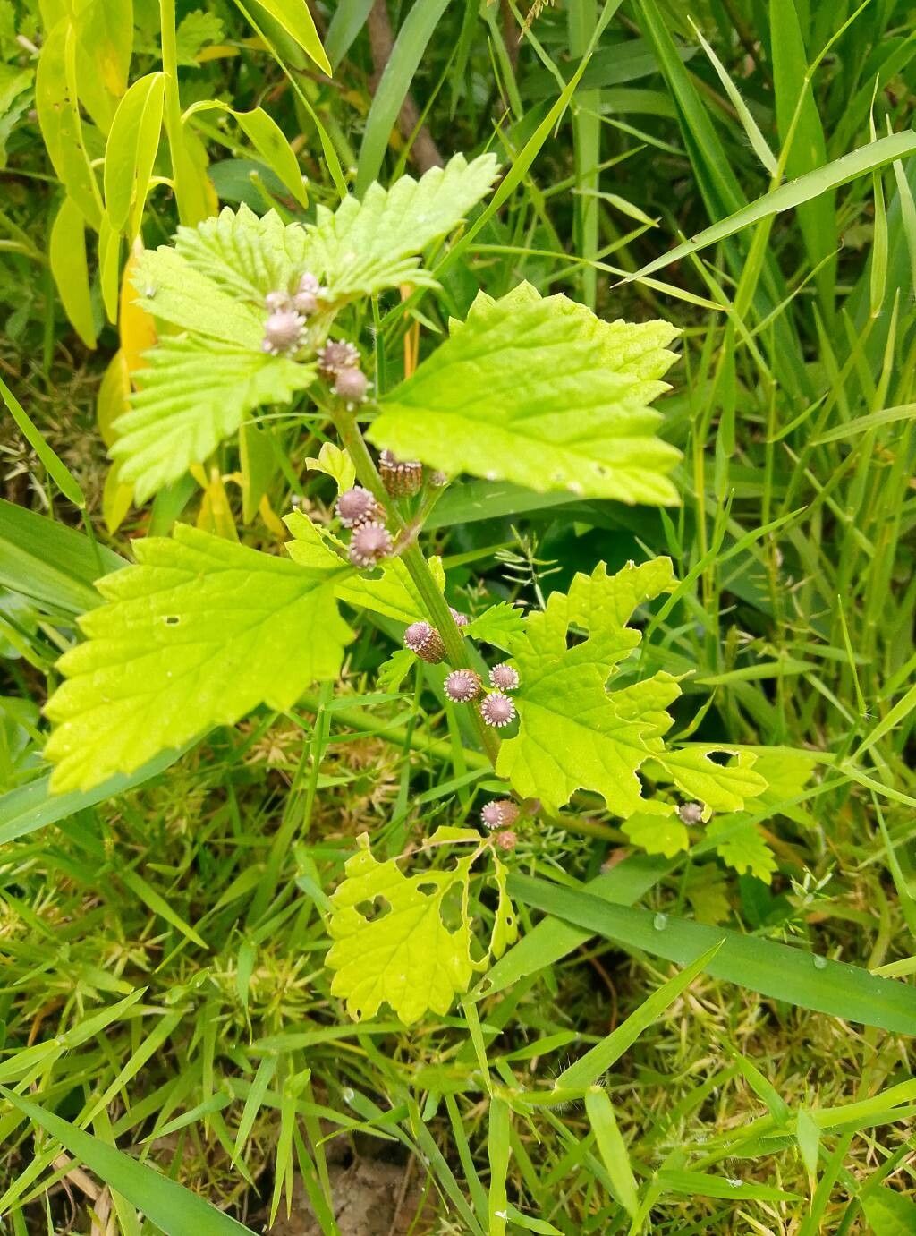Phyla betulifolia habit