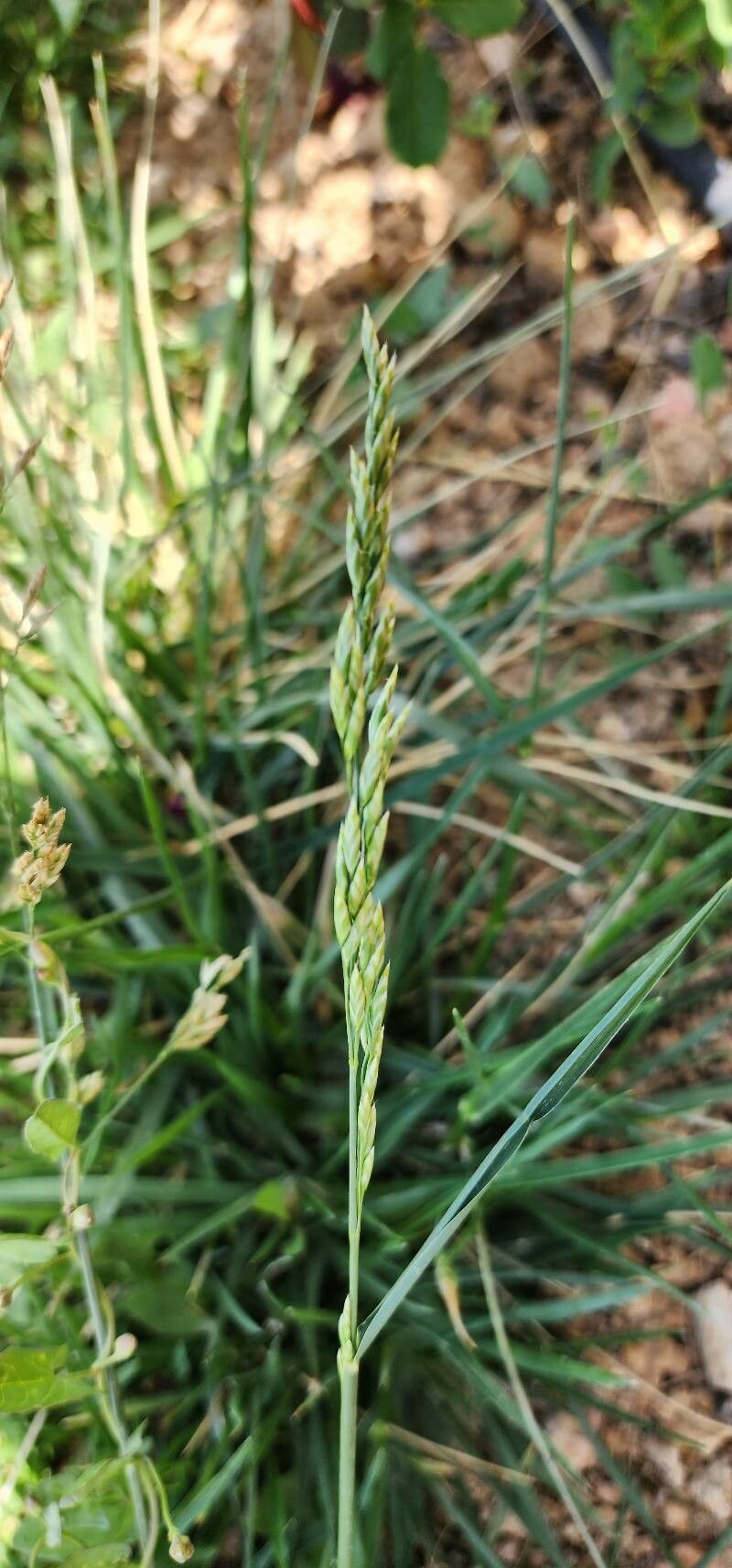 Lolium arundinaceum flower