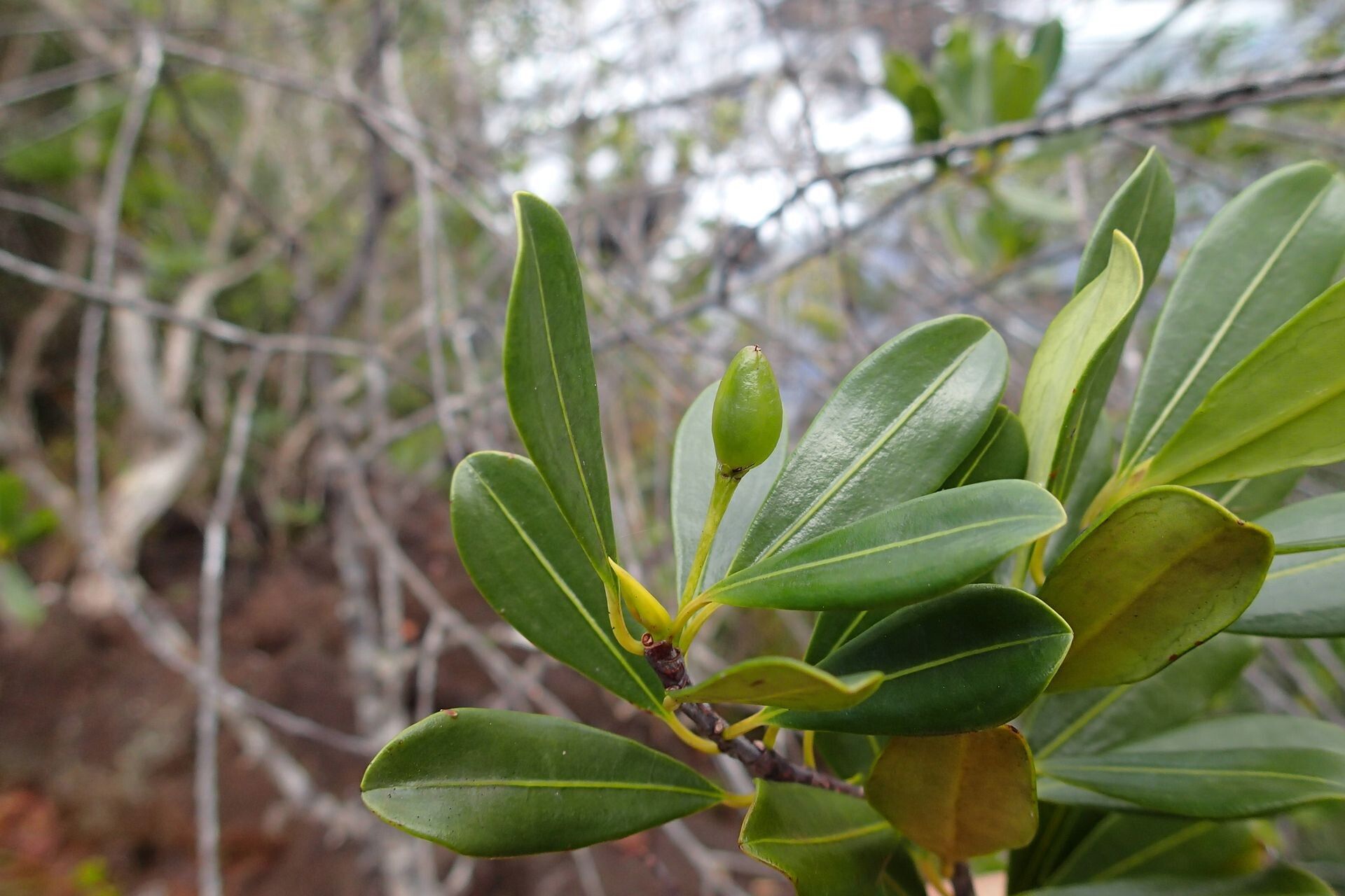 Erythroxylum couveleense fruit