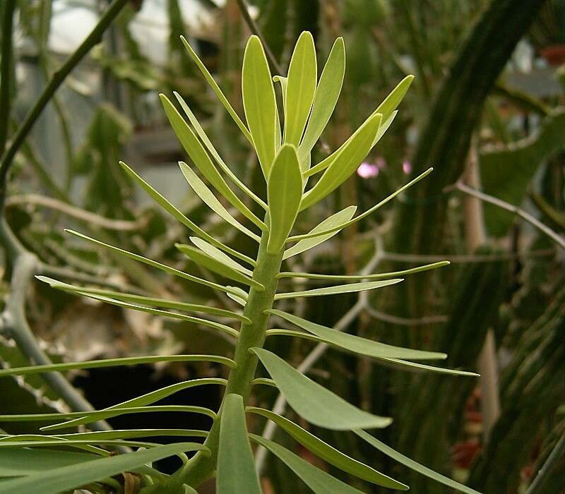 Euphorbia pedroi leaf