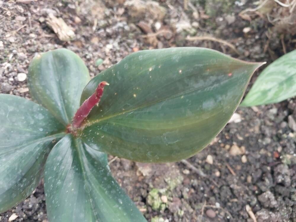 Costus erythrophyllus leaf