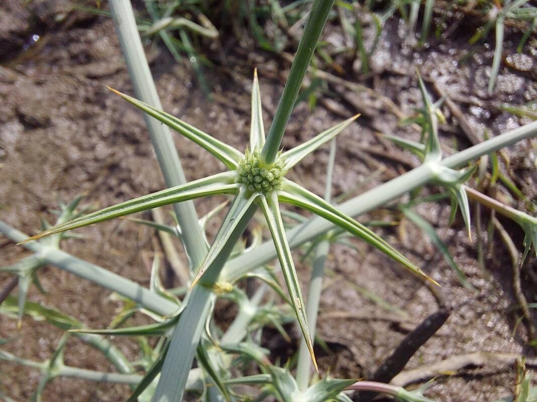 Eryngium corniculatum — search result for 'Eryngium'