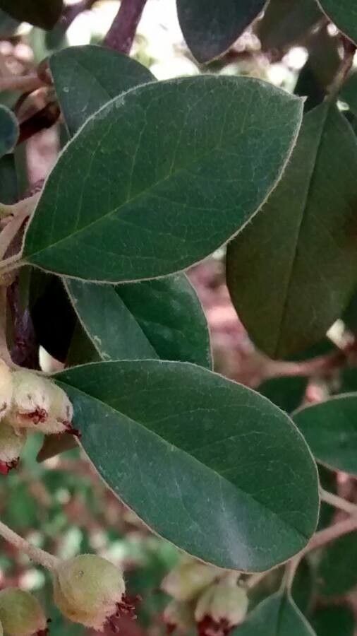 Cotoneaster pannosus leaf