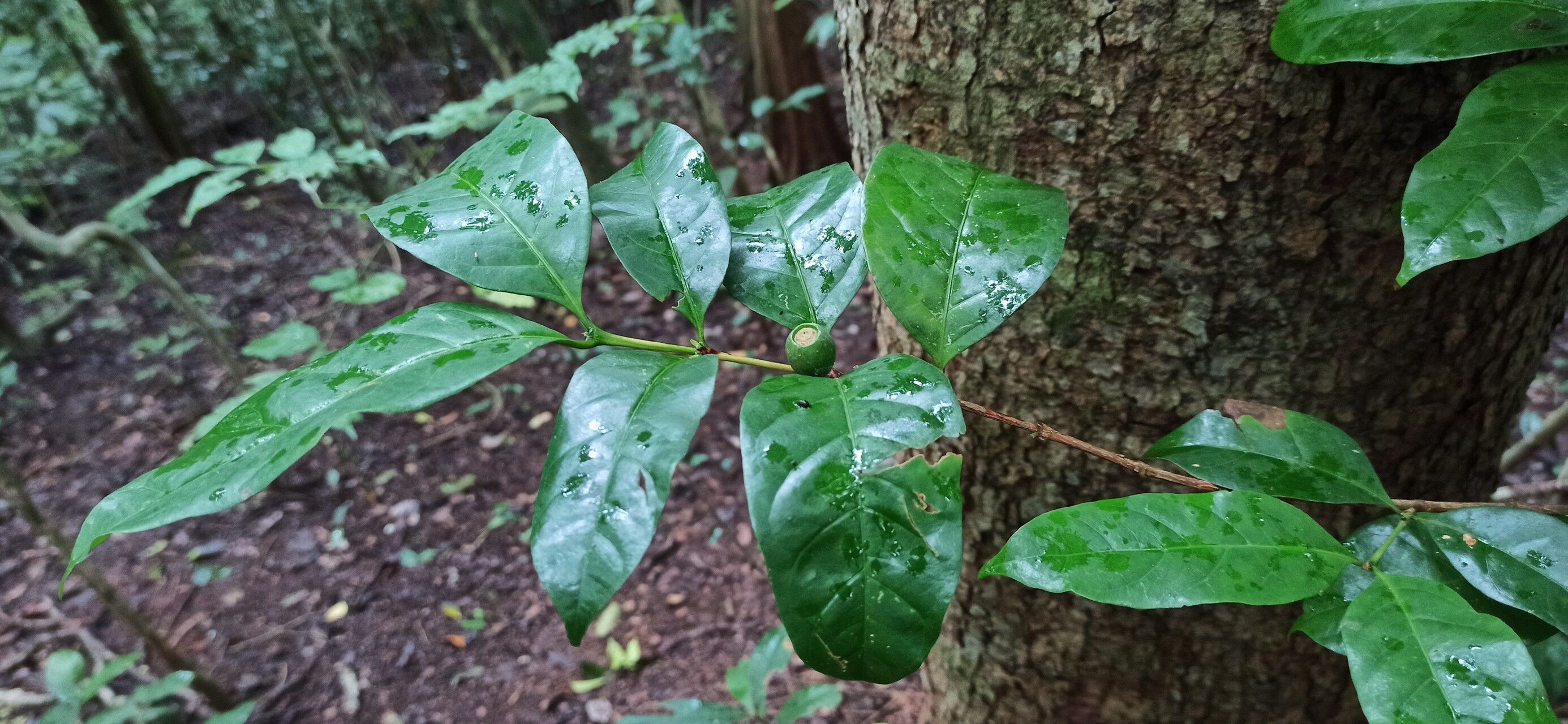 Coffea fotsoana leaf