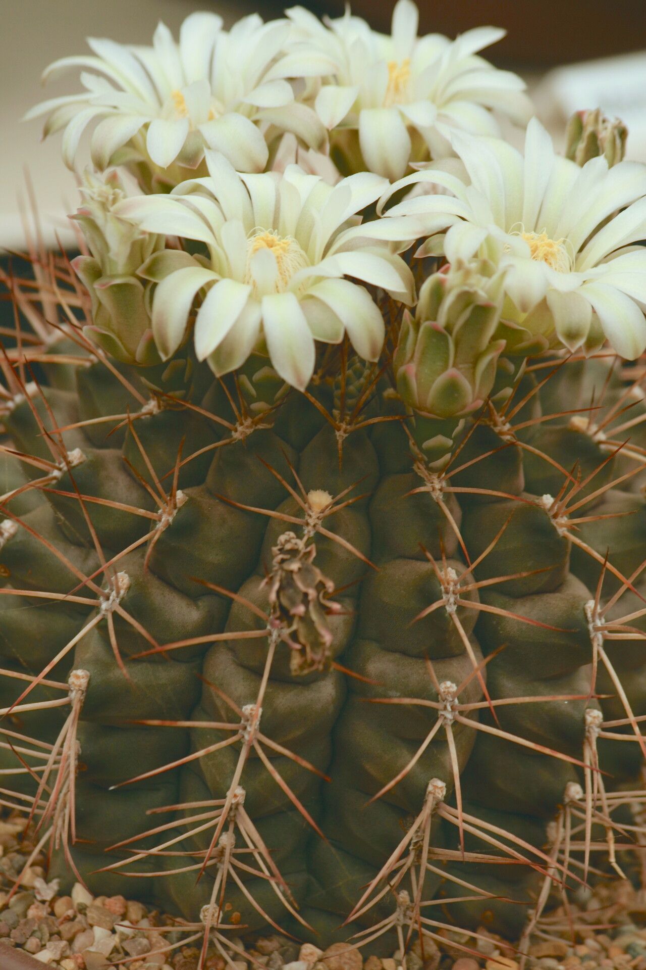 Gymnocalycium schickendantzii flower