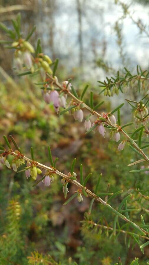 Erica erigena flower