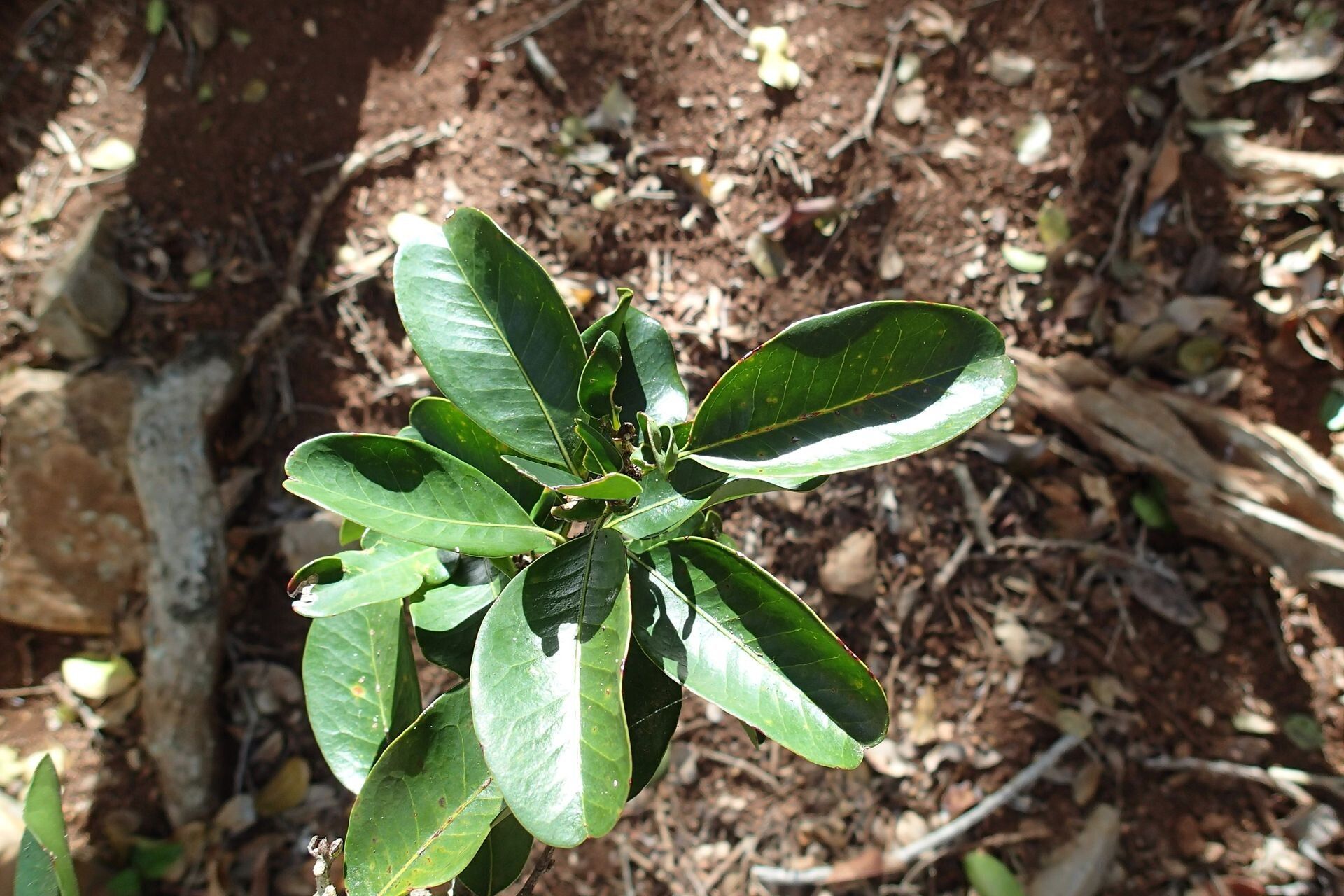 Planchonella luteocostata leaf
